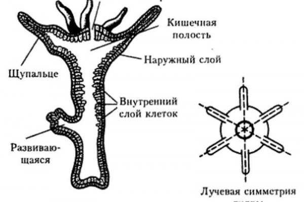 Kra29.gl